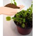 Mature Venus Flytrap Plant - CARNIVOROUS -Dionaea-4" Clay Pot for Better Growth   
